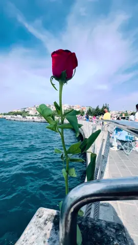 Leylim Ley #leylimley #ibrahimtatlıses #üsküdar #gül #istanbul 