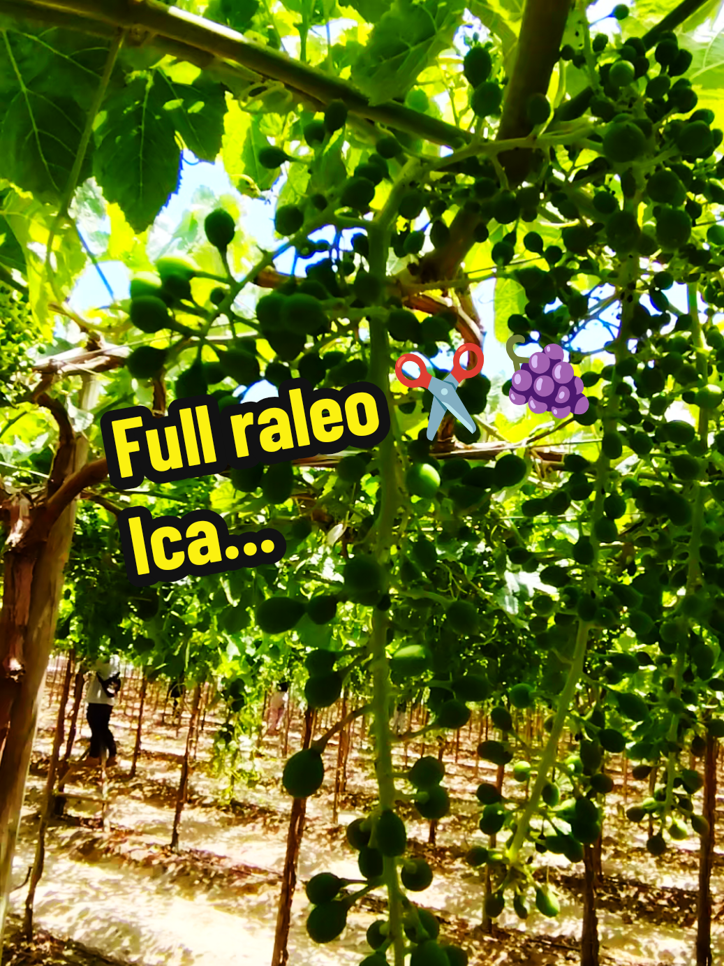 Así vamos terminando el raleo saludos.. 