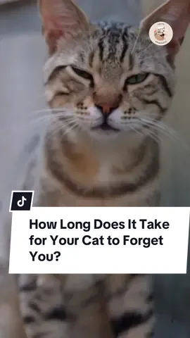 Cats don’t forget you — they just reprioritize you. 😹 If you’re gone for a few hours, they don’t care. A few days? They’re offended. And after weeks… you’re officially “the backup human.” 🐈💔 But don’t worry — at 3 a.m., they’ll be back on your chest like nothing happened. #CatFacts #CatsOfTikTok #CatBehavior 