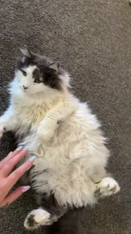 IM NOT FAT IM FESTIVALY PLUMP! CHUBBLES 😻😹😽 #fatcatsoftiktok #chubby #fluffycatskoftiktok #mainecoon 