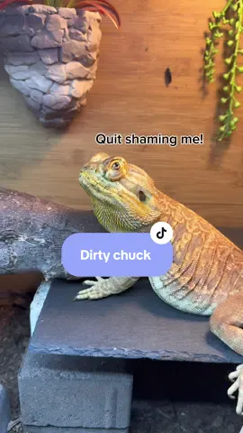 Busted digging! #beardeddragon #beardies #pets 