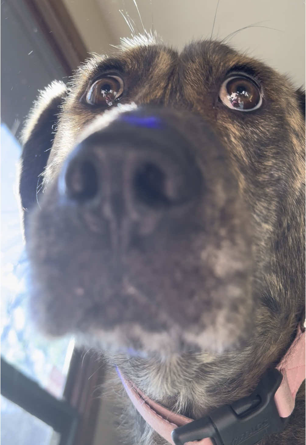 Still looking like she’s just witnessed a heinous crime be committed. I’m going to make a video comparing her to her look alikes later but here’s some filler Gabby content in the meantime. 🙂#dog #rescuedog #specialneedsdog #plotthound 