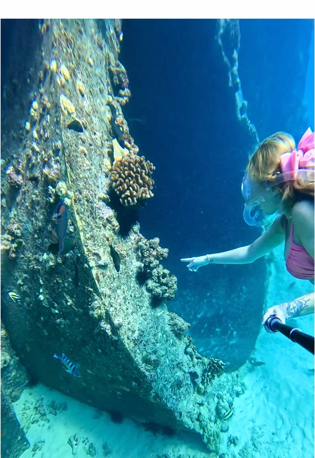 I love hanging out by the hot water pipes from the electric power plant 🥰 so toasty and lots of animals !!! #powerplant #underwater #freediver #freediving #ocean 
