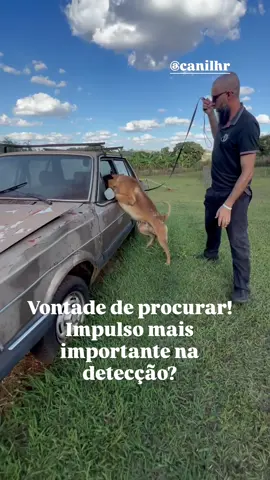 A vontade de procurar seria o impulso mais importante na detecção? . Seria possível um cão com impulso por procurar muito alto mas ao mesmo tempo não gostar tanto do brinquedo? K9 Bahia, fornecido a Polícia Militar da Bahia, unidade K9 de Porto Seguro @8bpmportoseguro @maj_jadson  Canil HR excelência em cães de trabalho!! #canilhr #k9 #caesdepolicia  @canilhr  @canilhr  @canilhr 