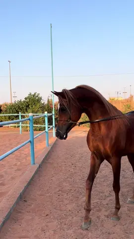 نبار ابن اي اس حرير ماشاء الله 😍😍.   #fyp #خيل_وخياله🐎 #خيل #horse 
