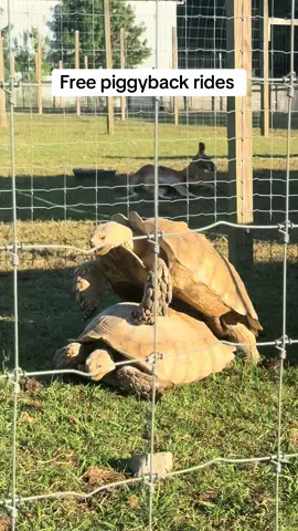 I hope that I come back as a tortoise in my next life ! #fyp #Love #animalsanctuary #education #tortoise @The Dodo @Polaris Off Road @John Deere @Theo Von @eastrichmusic @Nike @postmalone