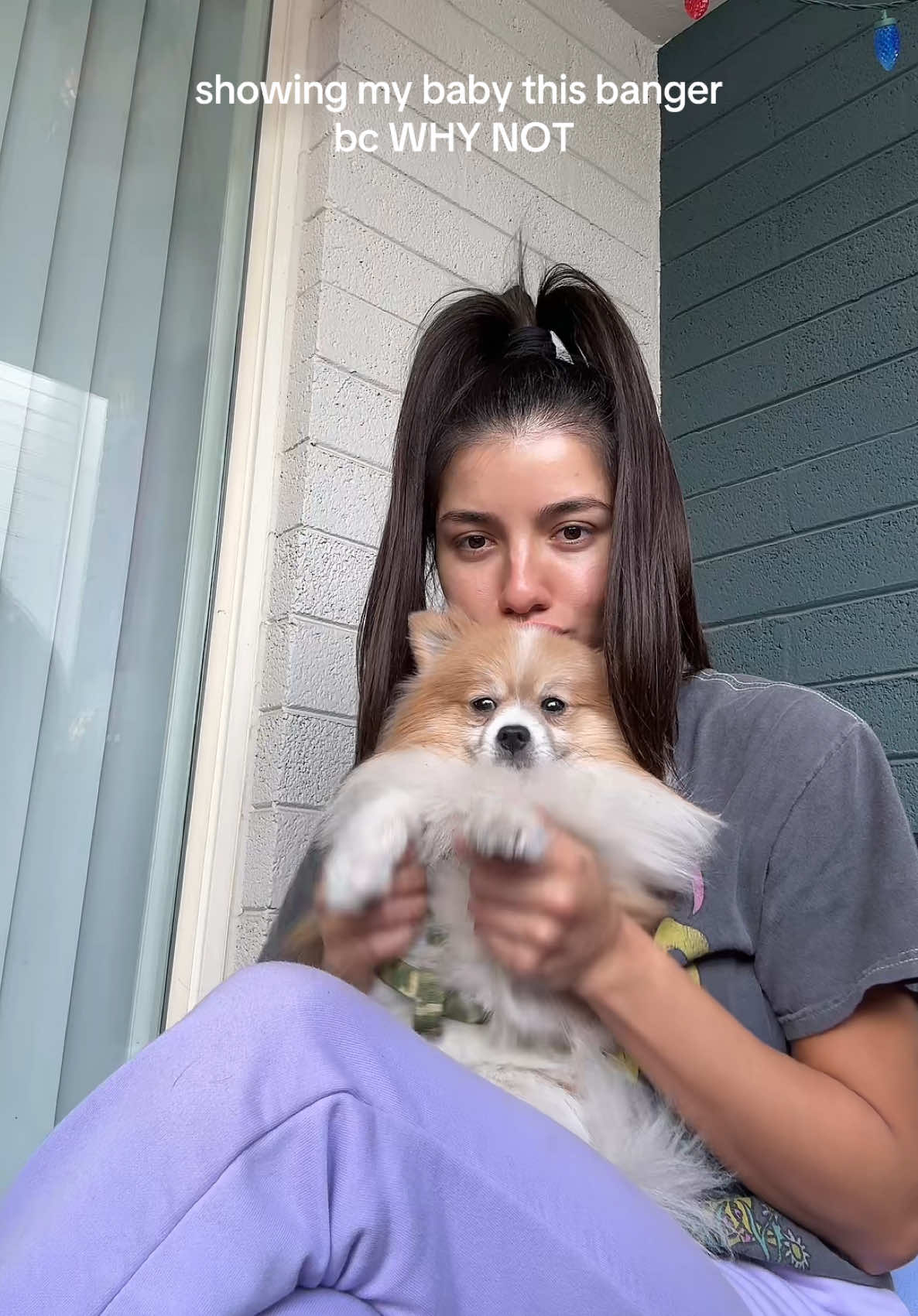 POMERANIANS FOR EDM!!!!  #pomeranian #edm #levity #crankdat #