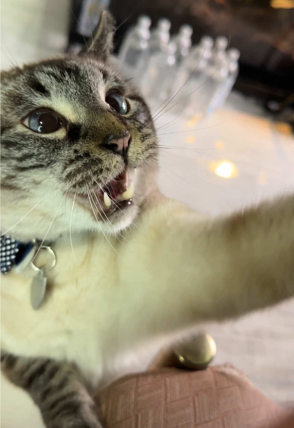 #arthur #meow #cat #catsoftiktok #Minecraft 