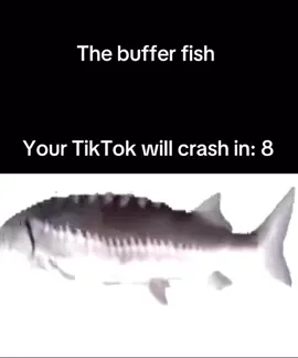 the buffer fish #bufferfish #crash #foryou #crashed #hahayoucrashed 
