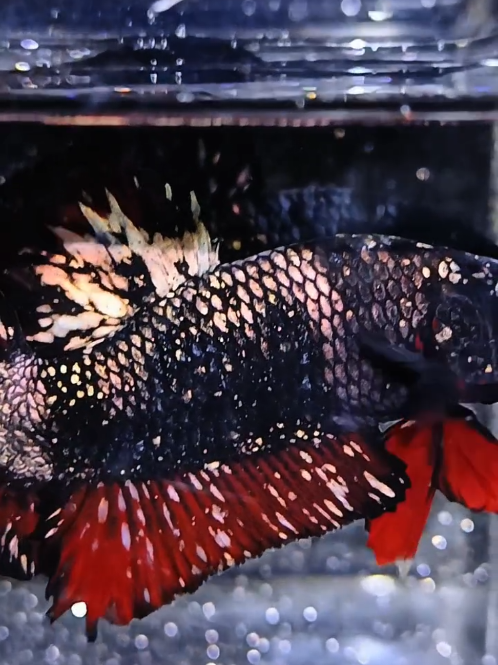 Red Chrome Nebula 🔥 Price 📩📩📩 #betta_lover #fyp #bettaworld #ikancupanghias #bettafish 