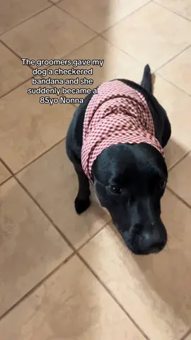Miss girl was not impressed to say the least 🤣 #blacklabs #dogsoftiktok #dogs #funnydogs #italiannonna 