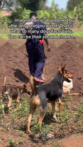 💕 They’ve never asked for much — just warmth, food, and love. You can give them that with even a small act of kindness. 🐶#jenuscaringshelter #fyppppppppppppppppppppppp #DonateToday #dogsoftiktok #fyp 