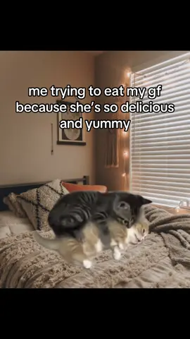 #cat #catsoftiktok #girlfriend #ilovemygf 