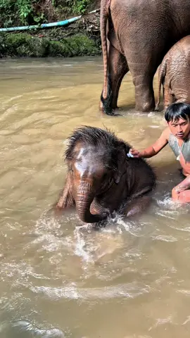 Maui, Moana, and Non (human)- “Playing in the water or taking a bath together, whether with a loved one, a close friend, or even a pet, is a very relaxing activity.” A lot of people have pre-conceived notions about how elephants are ‘trained to take a bath’, but the truth is that it always starts out as playing like this! Water is both cleansing & cleaning, while also extremely fun! #Elephant #family #culture #karen #karen      