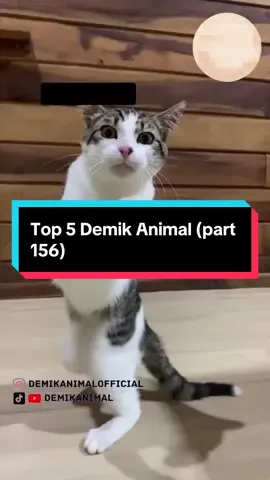 Top 5 Demik Animal (part 156) @Demik Animal Official  #hewanlucu  #dubbing  #ngakak  #fyp 