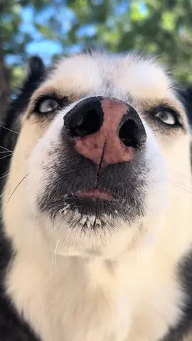 It’s the “Bruh” at the end for me 😂#husky #huskiesoftiktok #huskylife #howl #laketahoecalifornia 