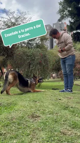 🐶💡 Enseñar a tu perro a “dar las gracias” es un ejercicio muy divertido y tierno, pero también requiere paciencia y constancia. Usa un clicker (opcional) para marcar el momento exacto en que tu perro baja los codos al suelo. 🎯 Refuerza cada pequeño avance con premios y sesiones cortas. . . . #EntrenamientoCanino #ClickerTraining #PerrosFelices #educacióncanina #paratiiiiiiiiiiiiiiiiiiiiiiiiiiiiiii 