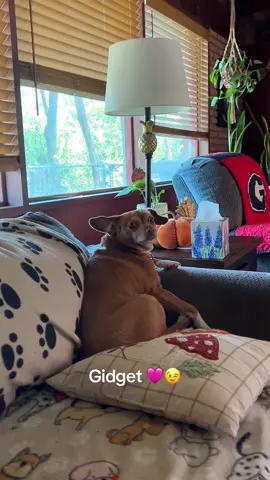 Re-Do 😂🤘🏼 #chihuahua #bitch #dogsoftiktok #dogtok #dogmom 