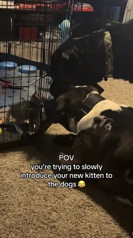 NO KITTENS WERE HARMED !!! he came right back 😂 #catsoftiktok #kitten #bigdogsoftiktok #puppiesoftiktok #fyp 