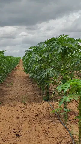 #agronutricionista #capixaba #fertirrigação #papaya #tainung 