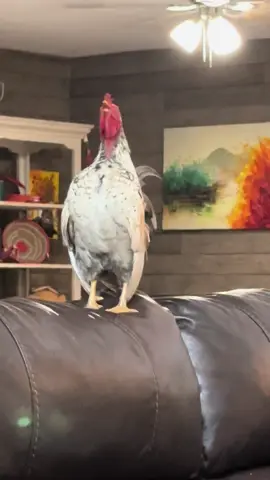 Dolly is trying to nap with Figgy crowing behind her 😂😂🤣 #rooster #serama #cute #funny #cat 