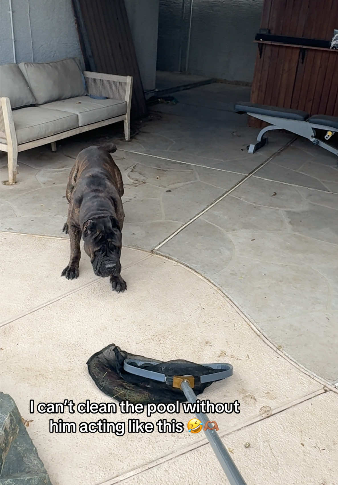 He actually acts like this with a lot of things, idk why 🤣🥹  #dogswimming #canecorsoitaliano #gaurddog #canecorso 