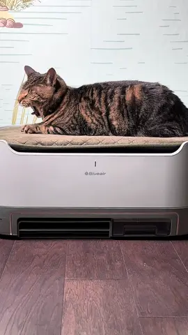 Meet @Blueair Pet Air Pro, the only air purifier with a customizable pet bed! 🐾✨ #complimentary It keeps your furry friend comfy while trapping pet hair and removing 99.9% of airborne pollutants 💨 Comfort for them, clean air for you! @influenster #Blueair #Pet #Petair