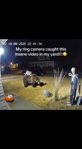 My ring camera caught this insane video of this bear and raccoon in my yard last night!!!😳  #ringdoorbell #raccon #bear #fyp #viral 