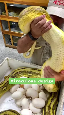 Working with this beautiful momma 🐍 reticulated python who just laid her clutch of eggs! She knows me well, so she is not super defensive or eager to strike me, which makes it easier for me transfer eggs to an incubator where they can hatch safely 🐣 snake eggs are fascinating in that they stick together in a cluster which helps keep them stable and less likely to roll around. They stick together due to a coating the mother produces when hatching them 🙌 it also helps the eggs share moisture and boosts survival 