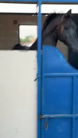 الفحل هتان ابن فخر ناصريه 