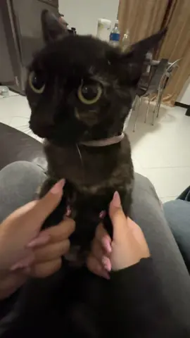 #fyp #ashleythesillycat #sillycatsoftiktok #blackcat #cattok 