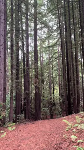 @UC Santa Cruz - magic all around. 💙💛 #ucsc #santacruz ✨