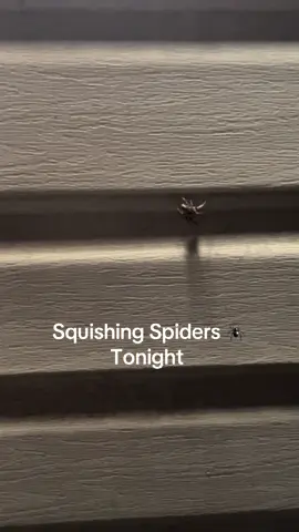 #SquishSpiders #ThisIsMy50 #WeDontDoCrawlingBugsOverHere #singlelife