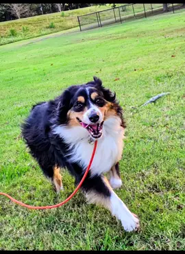 🐾 Welcome Cadet Max! 🐾 Please join us in giving a warm welcome to Cadet Max, who’s joining the Blissful K9 Pack for 4 weeks of Boot Camp! 💪🐕 Over the next month, we’ll be focusing on building a rock-solid obedience foundation, working through reactivity toward both dogs and people, and getting tons of positive environmental socialization to boost confidence in all kinds of settings. Max is ready to learn, grow, and thrive—and we’re honored to guide him every step of the way on his journey to being a more obedient, confident, and balanced dog! 🌟 #BlissfulK9 #DogTraining  #BootCampCadetMax #Obedience #BehaviorModification  