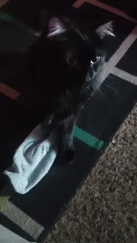 mom and me talking. she doesn't speak meow very well but she tries#viralvideo #fyppppppppppppppppppppppp #mybaby #fipwarrior 