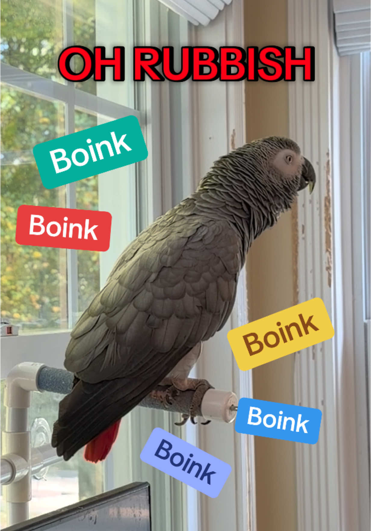 Symon says: OH Rubbish💕 🦜Symon is a 4 year old female Congo African Grey Parrot, hatched on June 15th 2021 who lives in a cozy country home with her parents, Chris and Sheila, and her two parrot siblings, Mickey and Sunny. Symon is an outgoing and talkative bird who loves to chat with anyone who will listen. Her favorite phrases are 