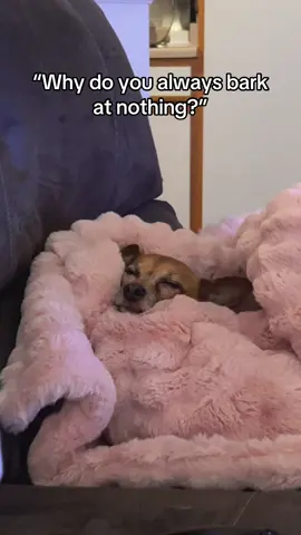 He protects his humans at all cost 🐶🤍 @Taylor Nation    #chiweenie #taylorswift #smalldogsoftiktok #fatherfigure #smalldog 