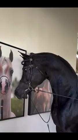 #خيل_وخياله🐎 #خيل_عربي_اصيل #خيل #حصان #horse 