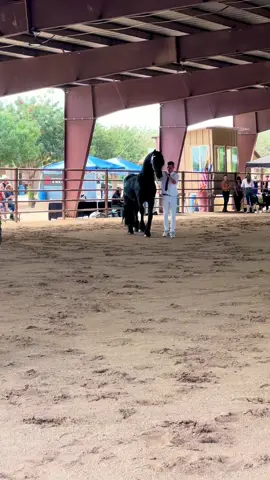 The beauty and power of the Friesian stallion 🖤 These horses are so incredibly special. Video from the Arizona Friesian Keuring on Oct 8th. #friesian #friesianhorses #blackbeauty #studs 
