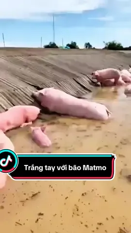 Bão!!! Lụt!!!!! Lịch sử sẽ kể lại rằng đó là vào năm 2025 Mưa chồng mưa bão chồng bão, nhiều Huyện - Tỉnh thành ngập sâu trong biển nước. Cuốn trôi hoàn toàn tài sản và có cả con người. THƯƠNG😭😭😭 #bsthuynhanong #lợn #lũ #thainguyen 