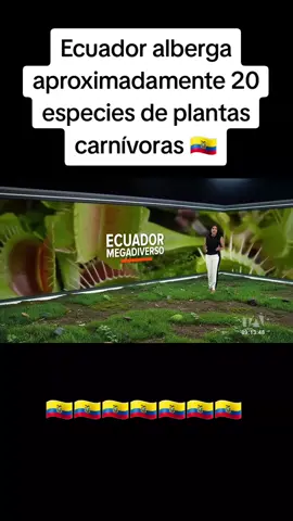 Ecuador alberga aproximadamente 20 especies de plantas carnívoras 🇪🇨 #ecuador #ecosistema #medioambiente #natgeo #turismo 