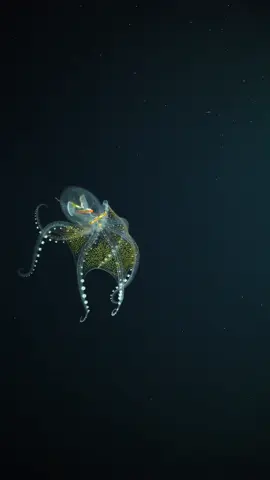 For World Octopus Day, a rare glimpse of the glass octopus (Vitreledonella richardi), one of the ocean’s most elusive and transparent creatures. With nearly see-through skin, only its eyes, optic nerves, and digestive tract are visible. I was on this expedution when this deep-sea cephalopod was filmed thousands of meters below the surface. It was during a Schmidt Ocean Institute expedition to the Phoenix Islands in the central Pacific. I was lucky enough to be one of the first people ever to see this animal in the wild.   #worldoctopusday #GlassOctopus #VitreledonellaRichardi #DeepSea #SchmidtOceanInstitute