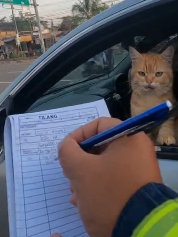 kucing kena tilang #kucinglucu