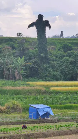 salam pagi dari petani nagari pandai Sikek  #pandaisikek #ranahminang #minangrancak 