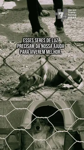 Outubro 2025: a Zêluz completa 7 anos de vida. Foram sete anos de aprendizados, de erros que viraram lições, de risos, de lágrimas e, acima de tudo, de um propósito que nunca mudou: 💛 ser a voz dos FILHOts em um mundo que ainda não aprendeu a escutá-los. E para celebrar, escolhemos não olhar para dentro, mas para fora. 👉 Neste outubro, em vez de festa ou brindes, decidimos comemorar ajudando quem mais precisa: os peludinhos da ONG CRAAR, que lutam todos os dias para sobreviver e que merecem mais bem-estar, mais saúde e longevidade. Porque aniversário é sobre celebrar a vida — e toda vida merece ser muito celebrada. 🐾 Junte-se a nós nessa missão. Um gesto seu pode garantir a um peludinho aquilo que ele mais precisa: saúde, cuidado e muito mais VIDA. ✨ Zêluz — 7 anos. Voz que Transforma Vidas. #petshopbh #sion #doacao #petshop #adocao 