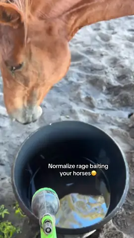 #horses #ragebaiter #horsepeople #fyp #cute 