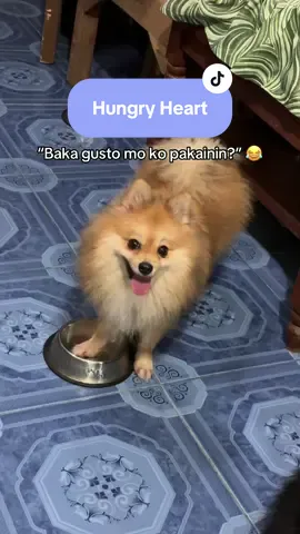 Heart, hindi ka naman naman namin ginugutom! 😂 #fyp #dogsofttiktok #pomeranian #hungrydog #heart 