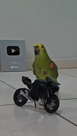 Biker Parrot #Parrot #motorcycle #birds #parrots #moto 