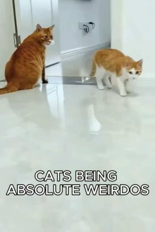 Why are cats so weird?!!😂😂😂#cat #cats #funnycat #funnyanimals