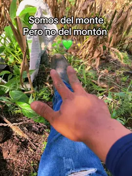 ☘️. #trabajando #delcamposoy🙌🌾🌱 #agricultor #💚💚 #😍😍 